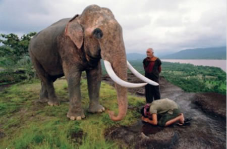 Celebrity Thai elephant kills trainer in Chiang Mai