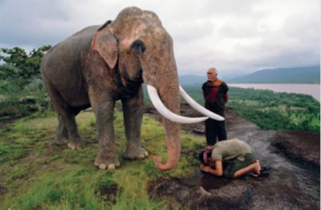 Violent elephants a part of life in Thailand as Zoo elephant kills trainer in Chiang Mai