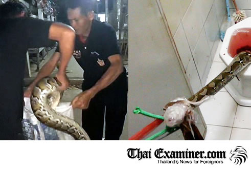 Watch out for deadly snakes in Thailand – they’re not your friend