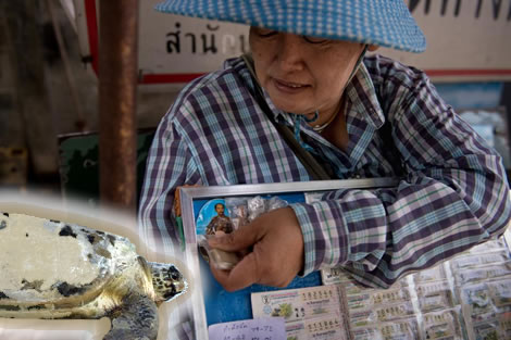 Thai woman sells lottery tickts for the hgely popular Thai draw. Thai people meploy many means to inspire numbers including a golden turtle