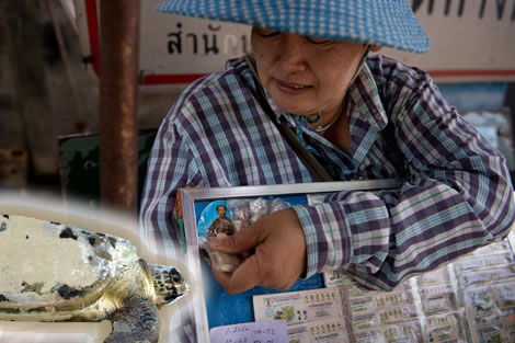 Mr Goldshell – the Thai hero turtle brings joy and hope to a small Thai village while another village calls police over ghost