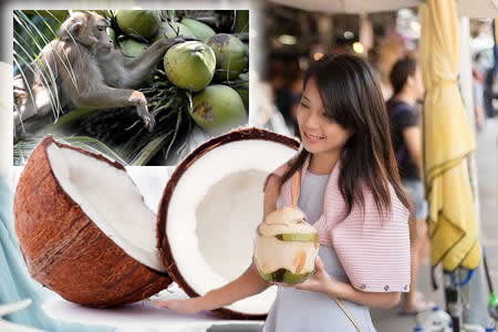 Thai government acts to deal with a coconut crisis as price of the crop has plunged sharply