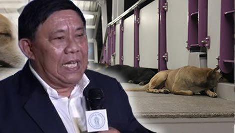 thailand-heightened-rabies-threat-soi-dogs-bangkok-campaign-governor -bangkok