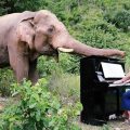 UK pianist in tune with Thai elephants in Kanchanaburi as he entertains them with concerts