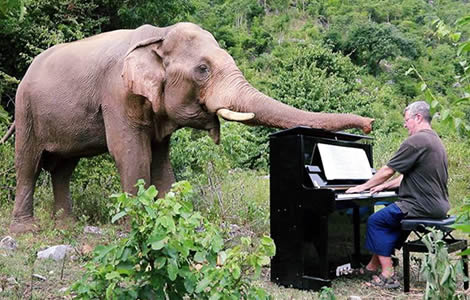 thailand-elephants-uk-pianist-paul-piano-music-elephant-sanctuary-kachanaburi-province