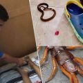 Thai woman may have succumbed to a bite delivered by giant centipede as doctors perform an autopsy