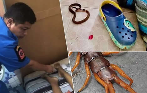 thai-woman-giant-centipede-bite-snakes-hospital-thailand-dead-sunday