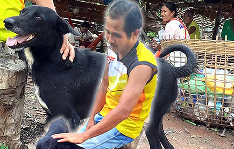 Ping Pong the 6 year old dog who saved a Thai baby buried alive last week is a media sensation