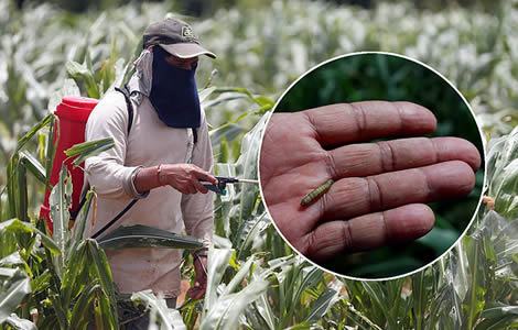 thai-farmers-corn-crop-fall-armyworm-pest-thailand-farmer-nakhon-ratchasima