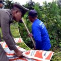 Thai police in Nakhon Ratchasima raid farm with marijuana crop growing at its heart on Tuesday