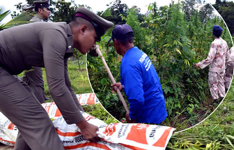 thai-police-nakhon-ratchasima-raid-thai-farm-land-cannabis-marijuana-crop