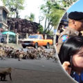 Rival monkey kingdoms fought a pitched battle in the Thai city of Lopburi on Wednesday morning