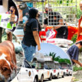 Dogs and cats mission in Phuket as 11 tonnes of feed moved in showing the best of human spirit at this time