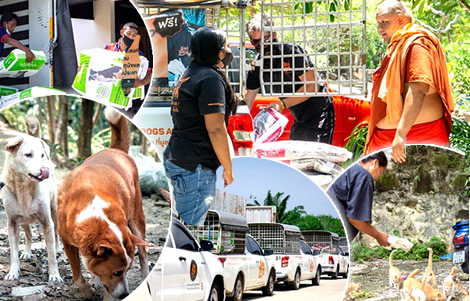stray-dogs-cats-mission-phuket-11-tonnes-feed-soi-dog-human-spirit