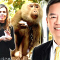 UK PM’s partner targets monkey coconut trade as animal rights group gets Thai products removed in shops