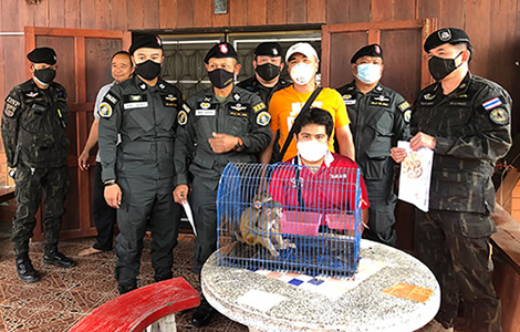 man-arrested-for-selling-macaque-monkeys-chiang-mai