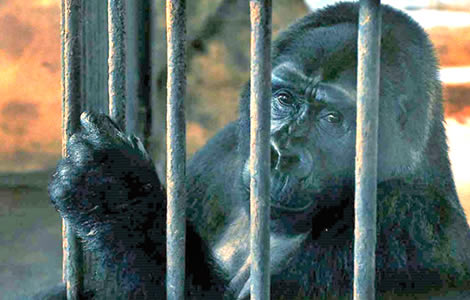 campaign-to-save-thailand-last-gorilla-bua-noi-pata-zoo