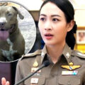 Warning to all dog owners in Thailand after a recent pit bull attack and other serious incidents