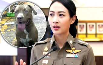 Warning to all dog owners in Thailand after a recent pit bull attack and other serious incidents