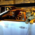 Pattaya goes viral worldwide with images showing a lion cub in a Bentley car cruising the city’s streets