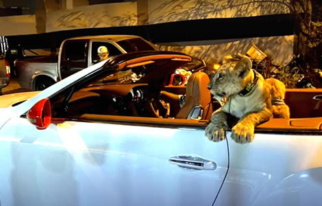 pattaya-goes-viral-with-photos-of-a-lion-cub-in-a-bentley