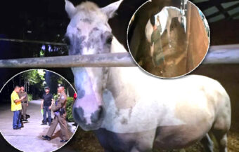 American 19-year-old to be interviewed by Phuket police over sexual abuse of horses at local stables