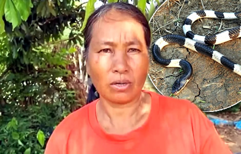 7 year old girl’s life saved by quick acting Mom as she is bitten by one of Thailand's deadliest snakes