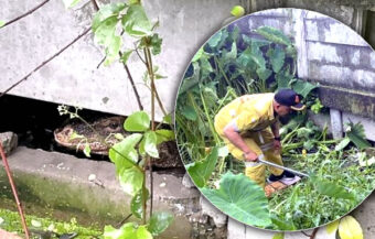 Horror in Samut Prakan as unusually aggressive Monitor Lizard partially eats body of newborn infant 