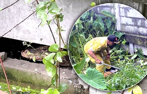 Horror in Samut Prakan as unusually aggressive Monitor Lizard partially eats body of newborn infant
