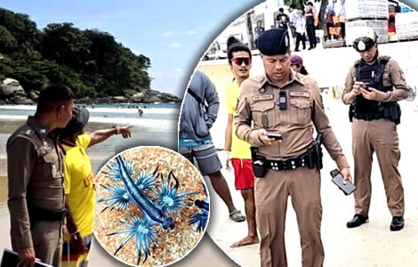 Tragedy, heartache and real pain off Phuket’s idyllic beaches as more die and the Blue Dragon threatens