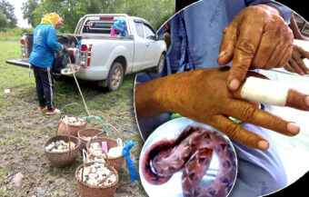 62 year old safe say doctors after being bitten by one of Thailand’s most venomous snakes in Buriram