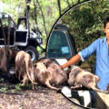 Bangkok’s Safari World Zoo closed after keeper is attacked by Lions and mauled to death for 20 minutes before tourists