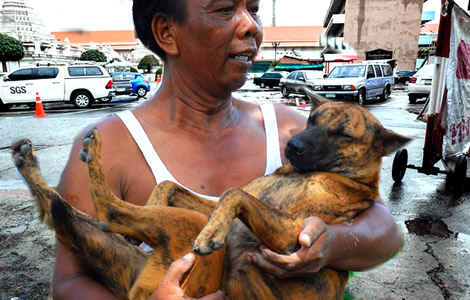 Emergency declared in Bangkok as rabies cases emerge in the Prawet area of the city. 11 control zones