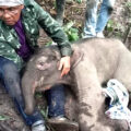 Rescue effort for elephant calf found in Kanchanaburi Monday. Abandoned by mother as too weak to walk