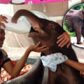 Mother elephant on the way back to her newborn calf now being given round the clock care by expert team