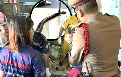29 year old Samut Prakan man died on the phone to Grandma after a bit from cobra that entered his home