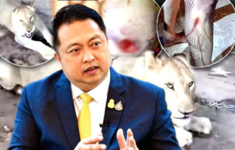 Minister intervenes in shocking Kanchanaburi case where escaped Lion nearly devoured 11 year old boy