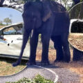Angry elephant told to hurry up his mating business turns on his owner and locals in Buriram province
