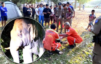 Officials plan to relocate bull elephant that killed a 69 year old camper on Monday. Third human victim