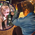 Dog hunt using a thermal imagery drone underway in Nakhon Ratchasima for pitbull who escaped on Friday
