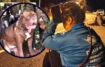 Dog hunt using a thermal imagery drone underway in Nakhon Ratchasima for pitbull who escaped on Friday