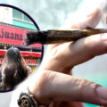 Screws are being fitted and are soon to be turned on Thailand’s cannabis industry which must be reined in