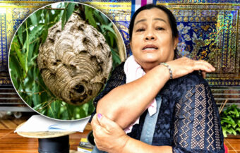 64 year old dies after being stung by wasps Saturday while picking wild mushrooms in Nakhon Phanom