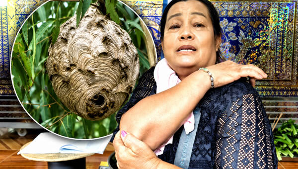 64 year old dies after being stung by wasps Saturday while picking wild mushrooms in Nakhon Phanom