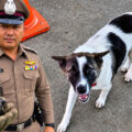 Family dog in Sisaket brought home an old Chinese made grenade thinking it a toy. Bomb squad called