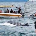 Four rescued 12 miles offshore from Pattaya on Friday evening when a speedboat capsized in windy seas
