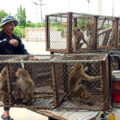 Lopburi monkeys escape and counterattack in war between humans and primates for ancient capital