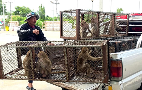 Lopburi monkeys escape and counterattack in the war between humans and primates for the ancient capital