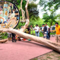 4 Spaniards injured after tree fall at Ayutthaya park. One man suffered broken ribs and leg fractures