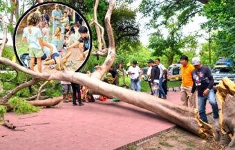 4 Spaniards injured after tree fall at Ayutthaya park. One man suffered broken ribs and leg fractures